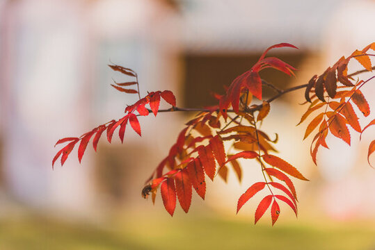 秋天逆光下的紅葉