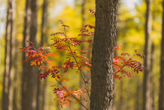 秋天的美丽松林图片
