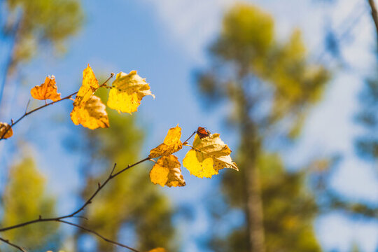 秋季枝头金色的叶片