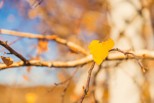 秋季桦树金色的叶片