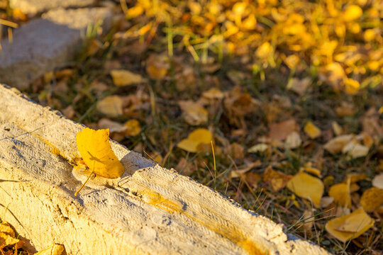 秋季的白桦树叶片掉落