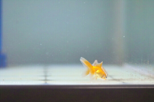 小金魚