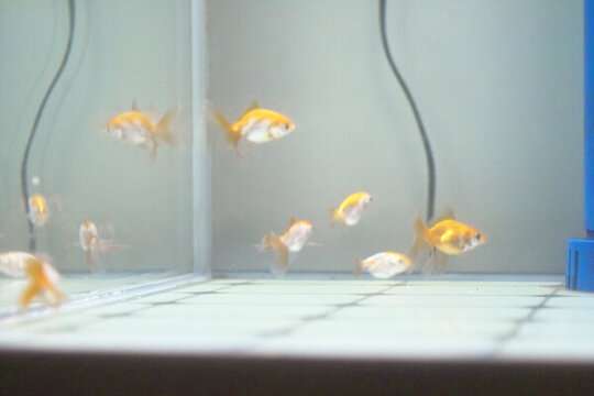 缸中金魚(yú)