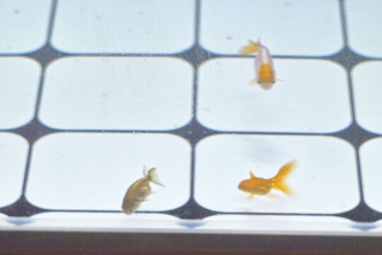 魚(yú)缸中的金魚(yú)