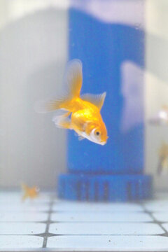魚缸中的金魚
