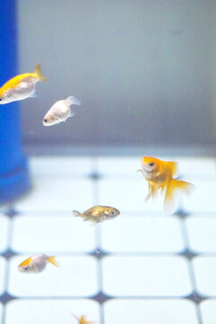 小金魚