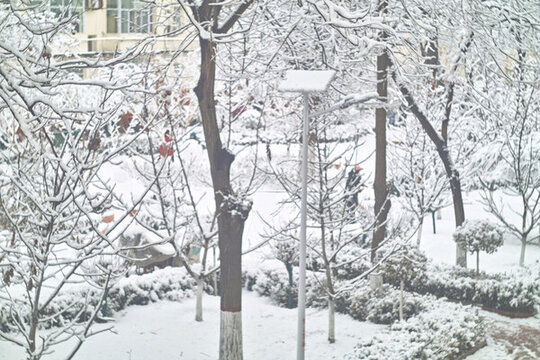春雪