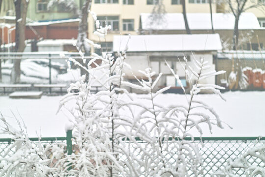 春雪