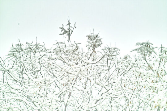 春雪