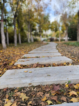 秋天铺满落叶的石板路