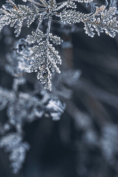 霜降立冬上霜植物叶片