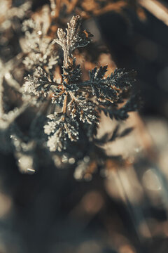 霜降立冬结霜植物叶片