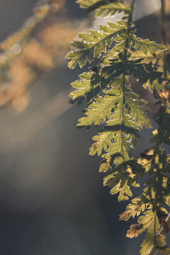 白露寒露节气晨光中的植物叶片