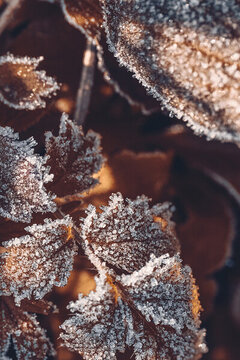 立冬霜降户外植物叶片