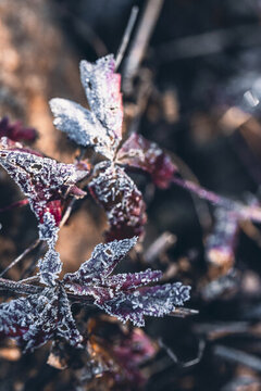 梦幻逆光植物结冰霜降立冬节气