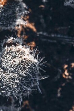 植物叶片上霜结冰节气海报