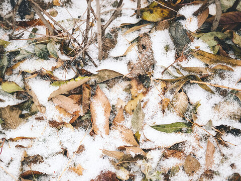 冬季白雪堆積的雜草叢