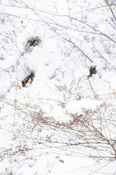 冬天白雪覆蓋的雜草叢
