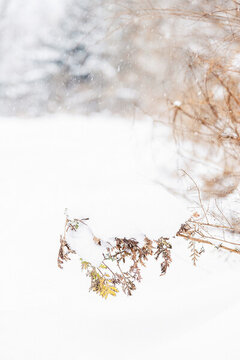 冬日里白雪覆蓋的山草地