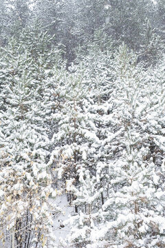 冬季大雪里的松树林