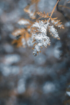 冬季雪花覆蓋的樹葉