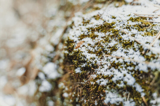 冬季堆滿白雪的苔蘚