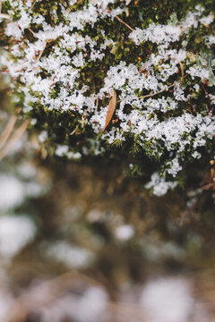 冬季被白雪覆蓋的苔蘚
