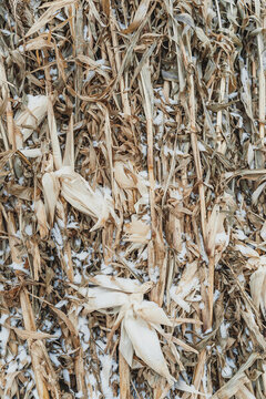 冬季被白雪覆蓋的棒米垛