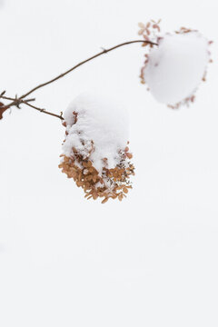 冬天白雪覆盖绣球花