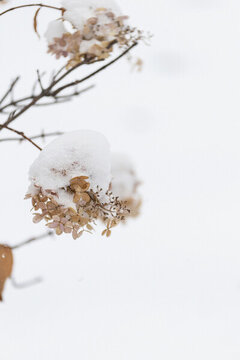 冬天白雪覆蓋的野草