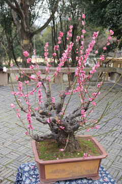 盆景梅花