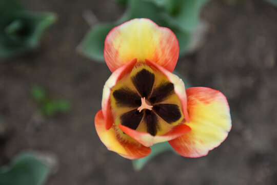 郁金香花蕊