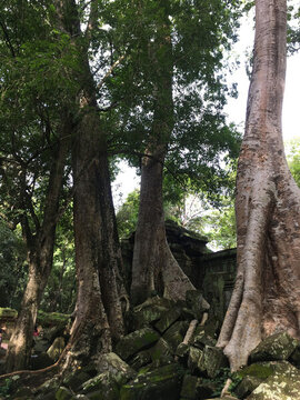 古樹(shù)樹(shù)根