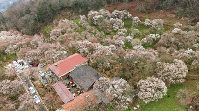平通梅林