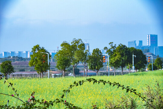 花田的風(fēng)景