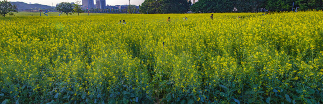無邊的油菜花田