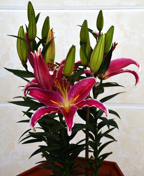 杜鵑花