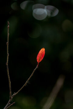 紅葉