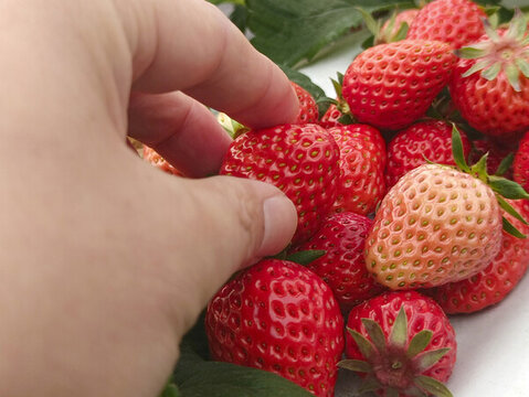 鲜果红草莓采摘