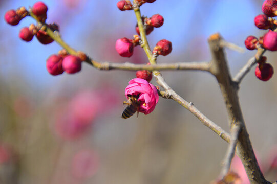 春暖红梅花开蜜蜂