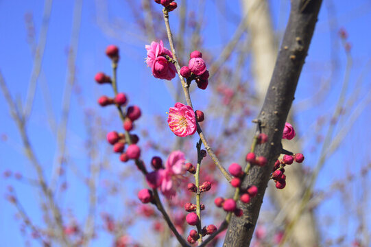春暖红梅花开