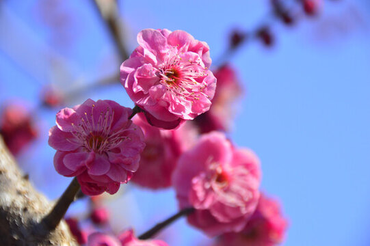 春暖红梅花开