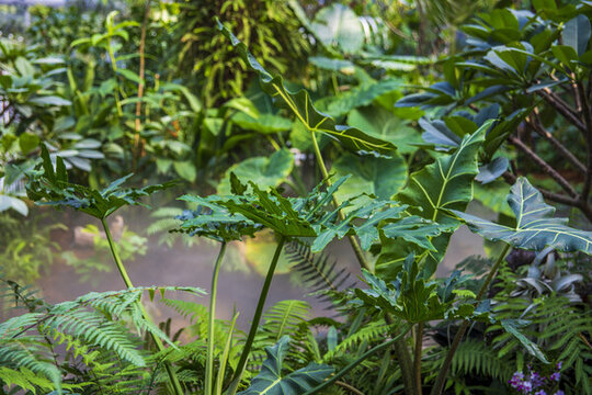 綠色清新熱帶植物
