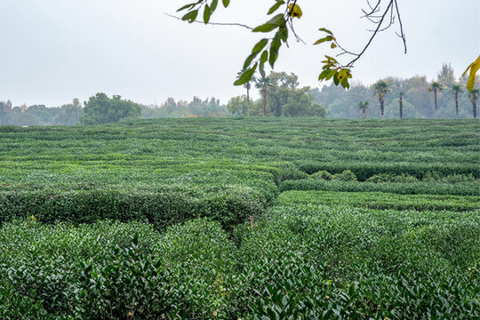 龍井茶園