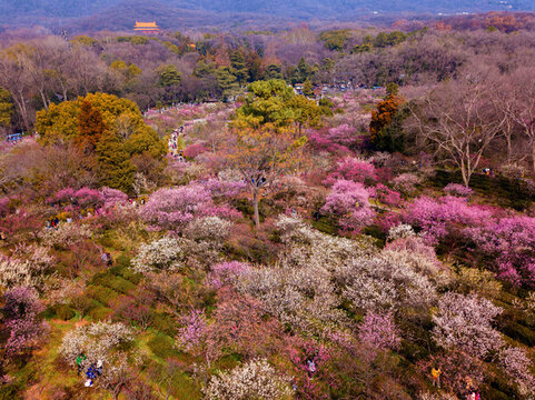 江蘇省南京市梅花山春天