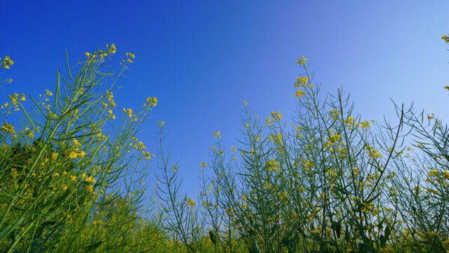 油菜花田仰拍油菜花