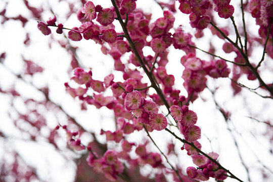 梅花
