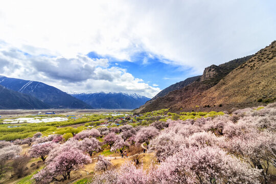 林芝桃花溝