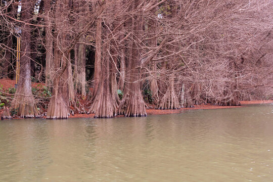 湖边冬季落羽杉