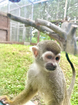 動物園猴子